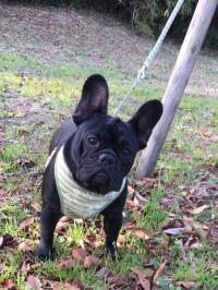 フレンチブルドック
