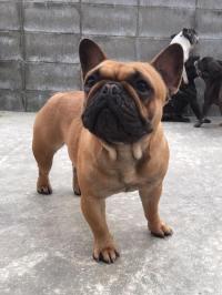フレンチブルドック