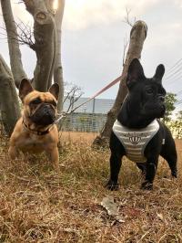 フレンチブルドック