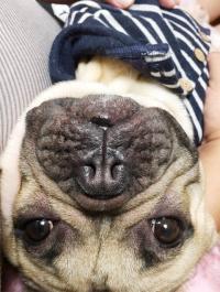 フレンチブルドック