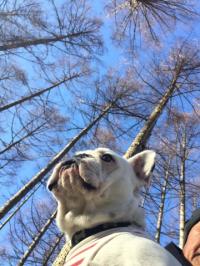 フレンチブルドック