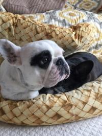 フレンチブルドック