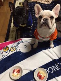 フレンチブルドック