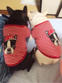 フレンチブルドック