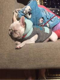 フレンチブルドック