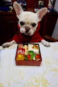 フレンチブルドック