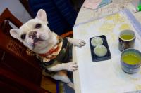 フレンチブルドック