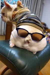 フレンチブルドック