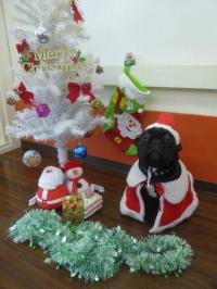 フレンチブルドック