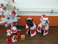 フレンチブルドック