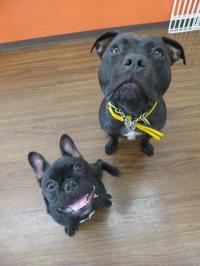 フレンチブルドック