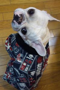 フレンチブルドック