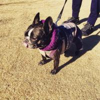 フレンチブルドック