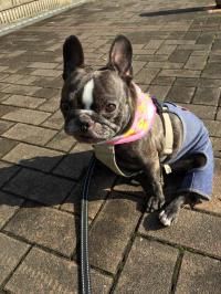 フレンチブルドック