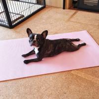 フレンチブルドック