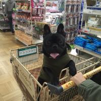 フレンチブルドック