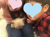 フレンチブルドック