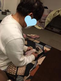 フレンチブルドック