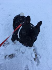 フレンチブルドック