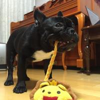 フレンチブルドック