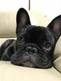 フレンチブルドック