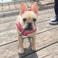 フレンチブルドック