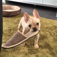 フレンチブルドック