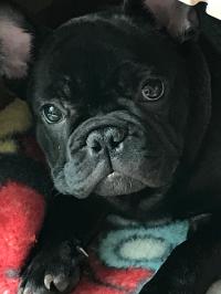 フレンチブルドック