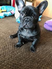 フレンチブルドック