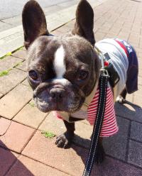 フレンチブルドック