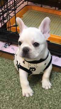 フレンチブルドック