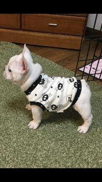 フレンチブルドック