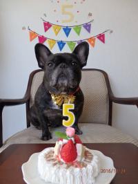 フレンチブルドック