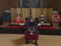 フレンチブルドック