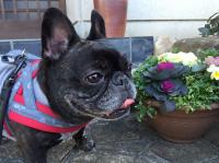 フレンチブルドック