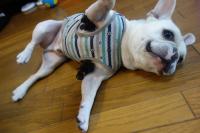 フレンチブルドック