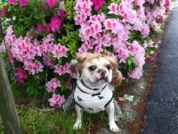 フレンチブルドック