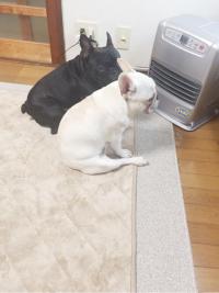 フレンチブルドック