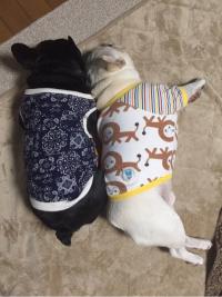 フレンチブルドック