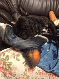 フレンチブルドック