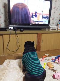 フレンチブルドック