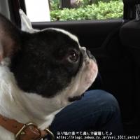 フレンチブルドック