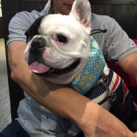 フレンチブルドック