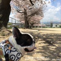 フレンチブルドック