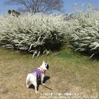 フレンチブルドック