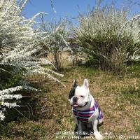 フレンチブルドック