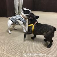 フレンチブルドック