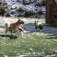 フレンチブルドック