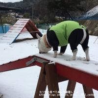 フレンチブルドック