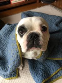 フレンチブルドック